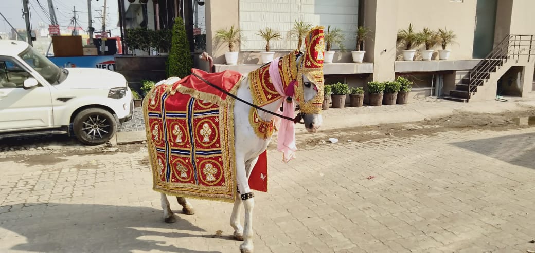 Wedding band services in Chandigarh